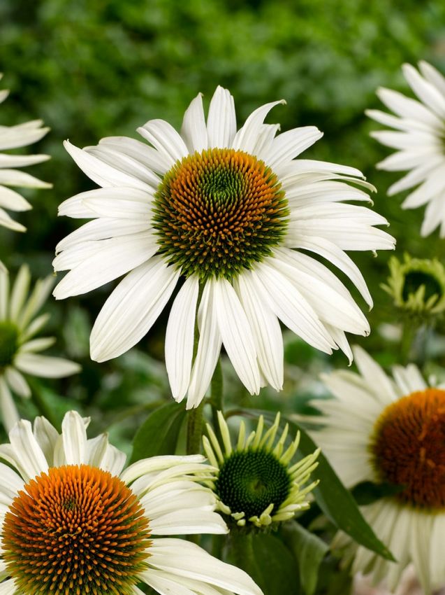 Sonnenhut Echinacea purpurea white swan