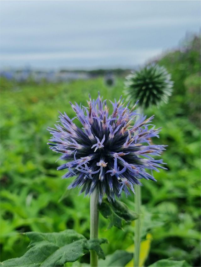 Stauden Echinops blue glow bannaticus