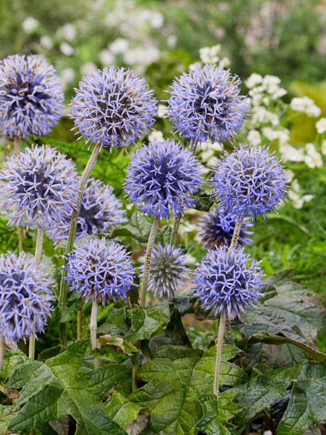 Echinops 'Veitch's Blue Ritro' - Kugeldistel