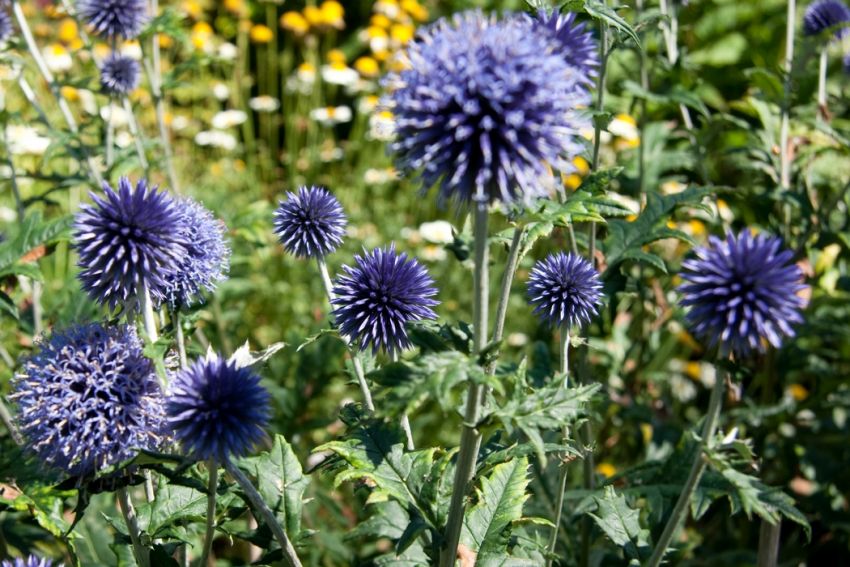 Echinops 'Veitch's Blue Ritro' - Kugeldistel