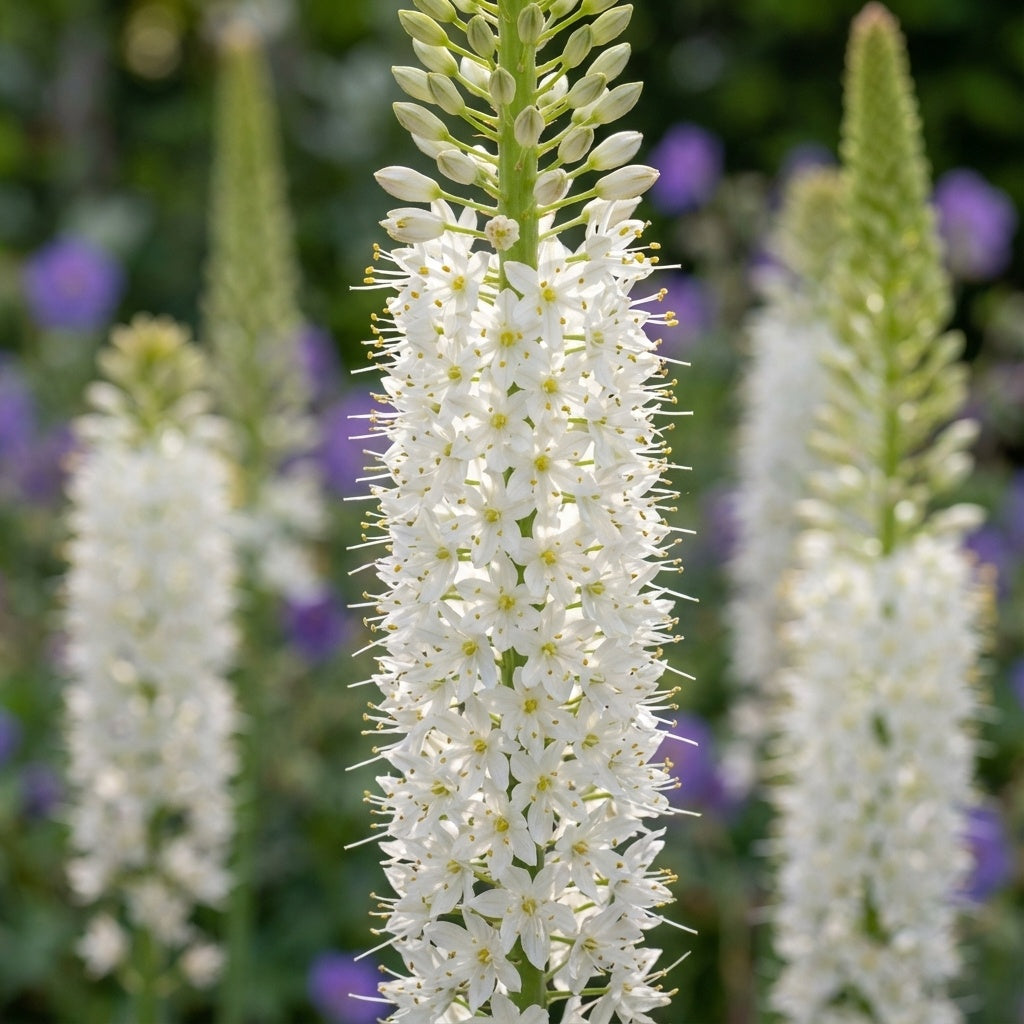 Eremurus 'Himalaicus' - Steppenkerze