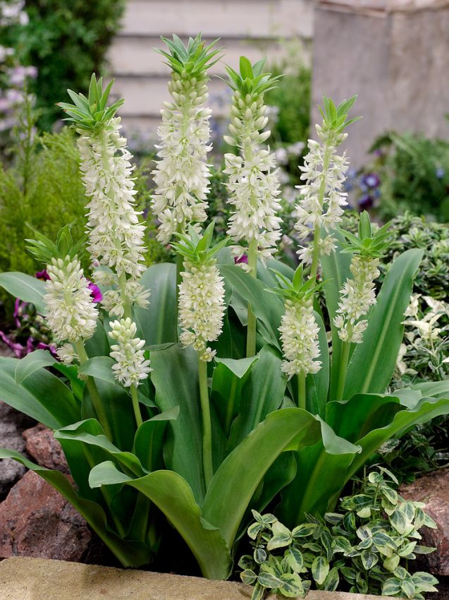 Schopflilien Eucomis autumnalis weiss
