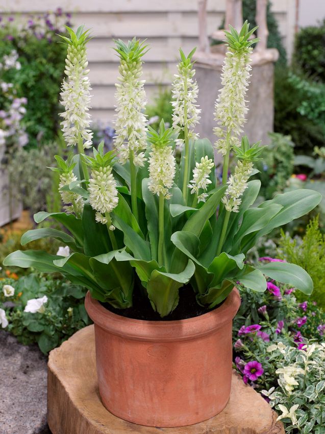 Eucomis 'Autumnalis Weiss' - Schopflilie, Ananasblume