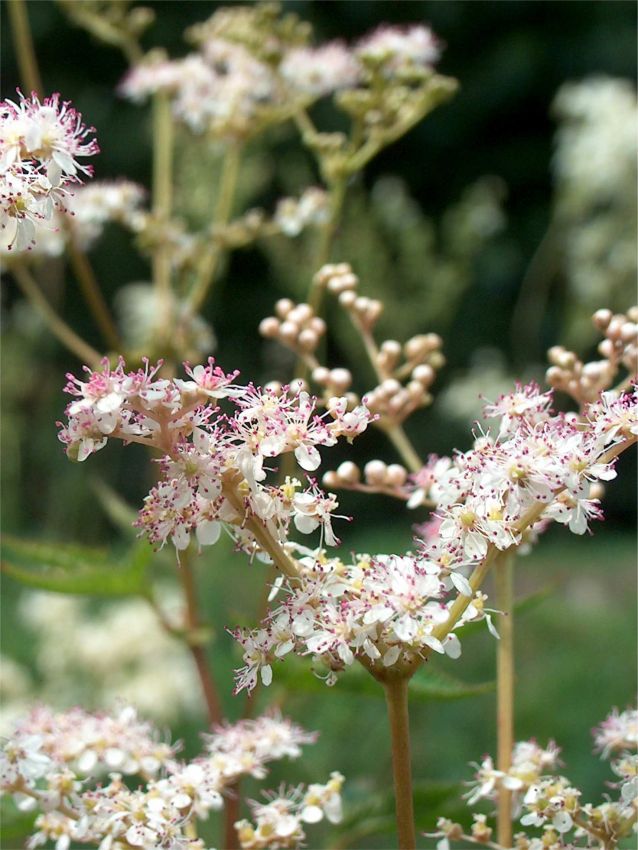 Stauden Filipendula palmata