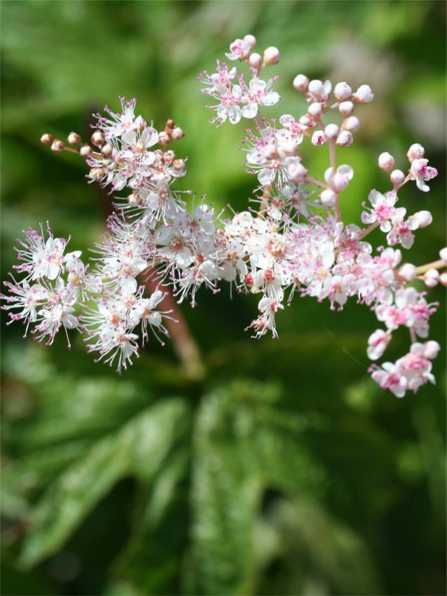Filipendula 'Palmata' - Mädesüss