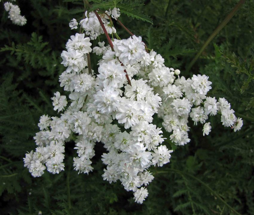Filipendula 'Ulmaria Plena' - Mädesüss