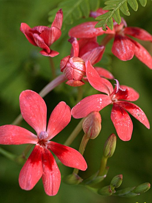 Stauden Anomatheca laxa