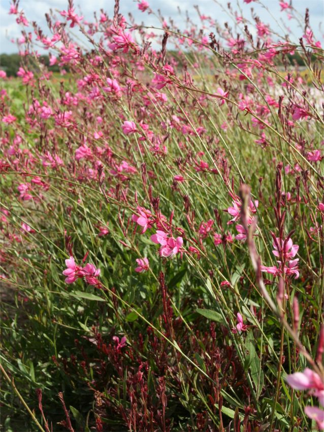 Gaura 'Siskiyou Pink Lindheimeri' - Prachtkerze