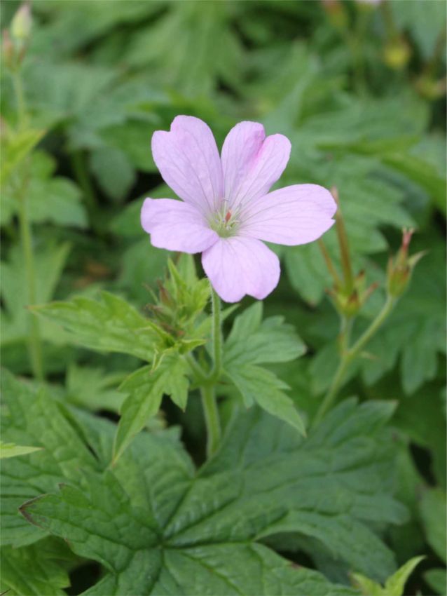 Storchschnabel Geranium a.t. johnson oxonianum