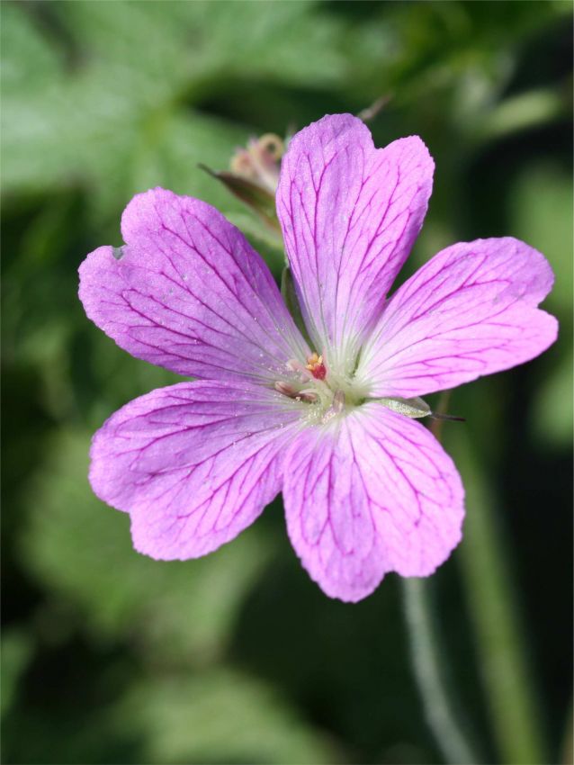 Geranium 'A.T. Johnson Oxonianum' - Storchschnabel
