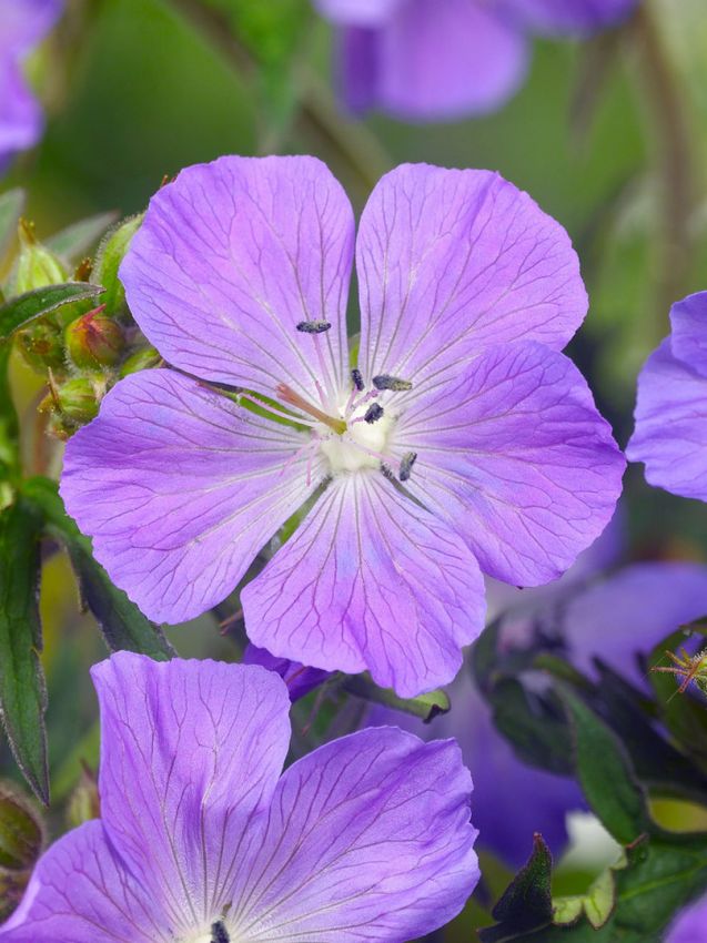 Storchschnabel Geranium brookside