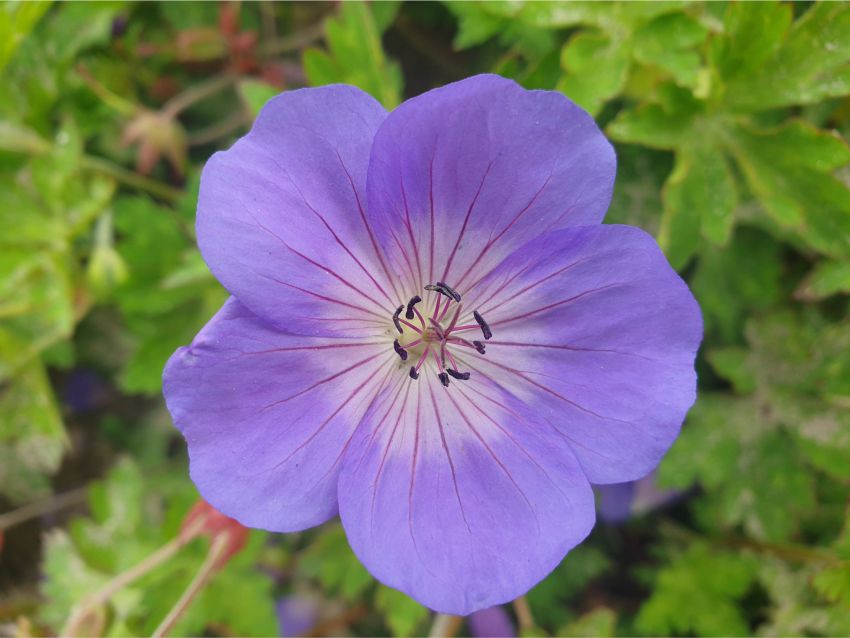 Geranium 'Gerwat' - Storchschnabel