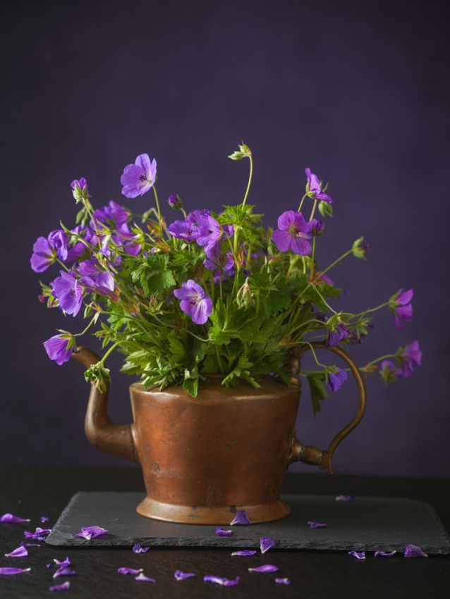Geranium 'Himalayense' - Storchschnabel