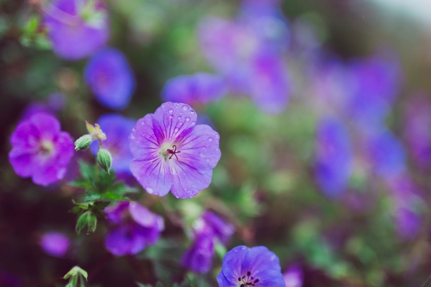 Geranium 'Himalayense' - Storchschnabel