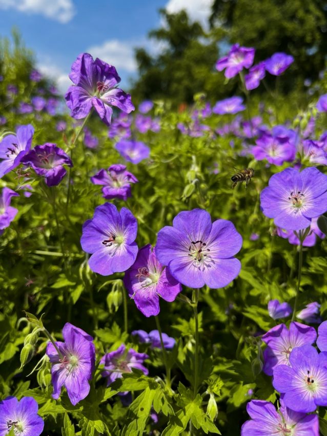 Geranium 'Himalayense' - Storchschnabel