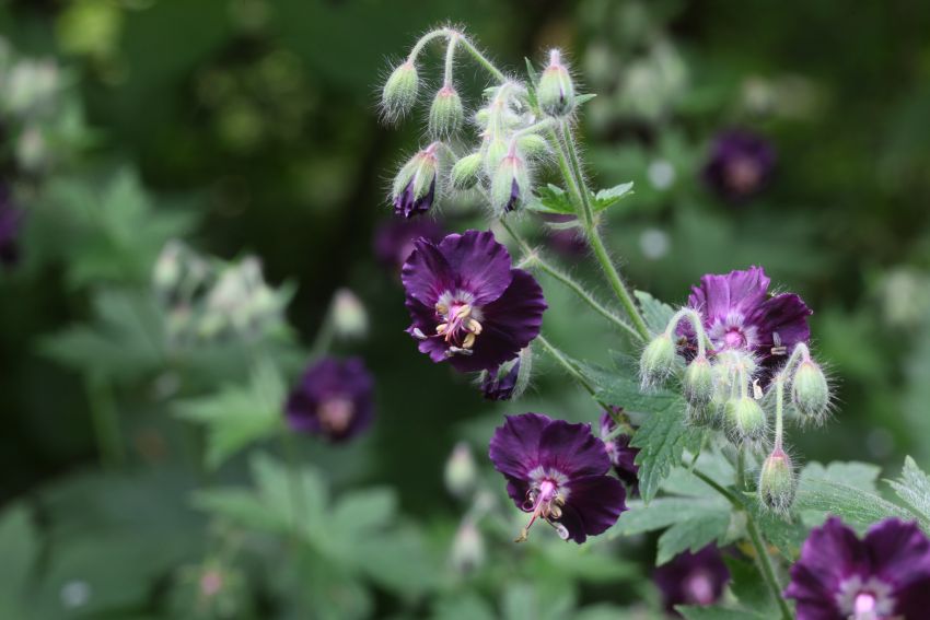 Geranium 'Phaeum' - Storchschnabel