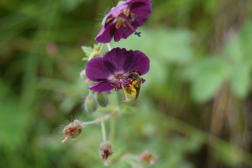 Geranium 'Phaeum' - Storchschnabel