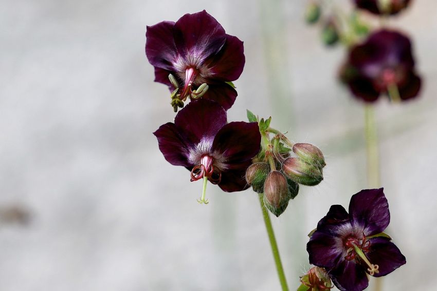 Geranium 'Phaeum' - Storchschnabel