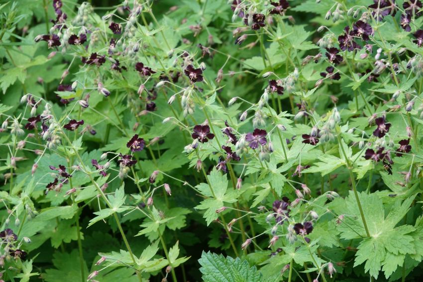Geranium 'Phaeum' - Storchschnabel