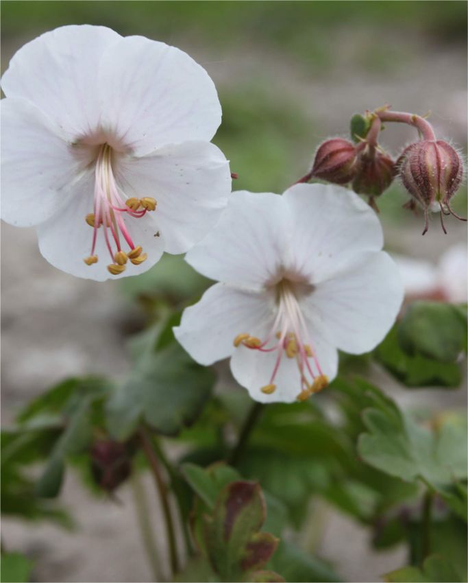 Storchschnabel Geranium st. ola cantabrigiense
