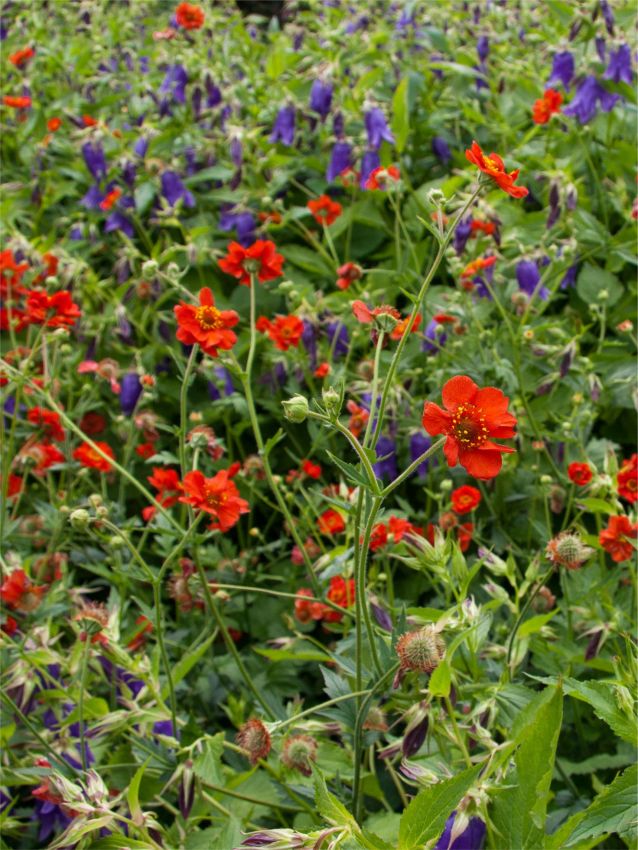 Geum 'Mrs. Bradshaw Chiloense' - Nelkenwurz