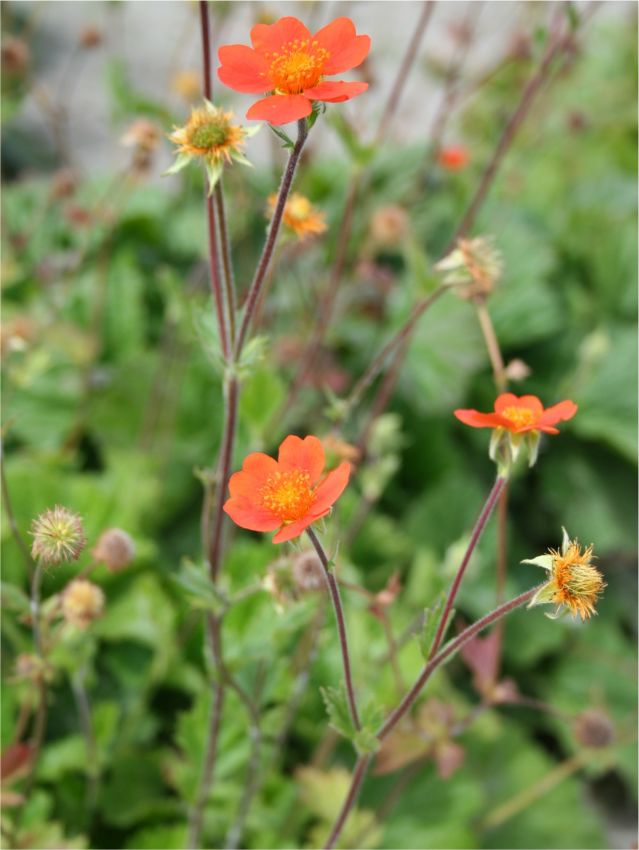 Stauden Geum borisii-strain coccineum