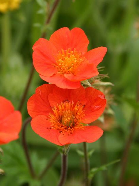 Stauden Geum koi coccineum