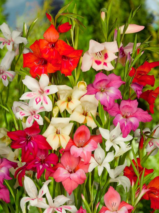 Gladiolus 'Nanus Mischung' - Gladiole - LumiBlumi