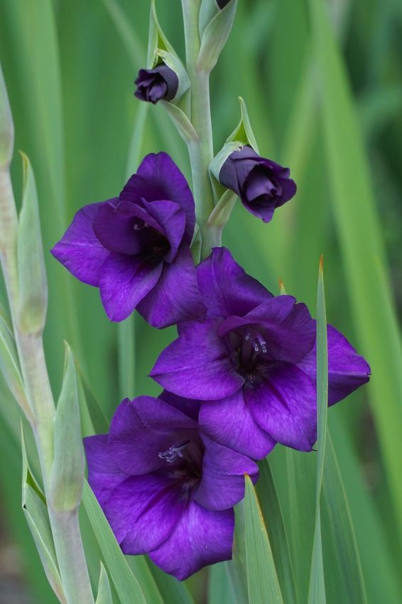Gladiolus 'Purple Flora' - Gladiole, Schwertblume - LumiBlumi