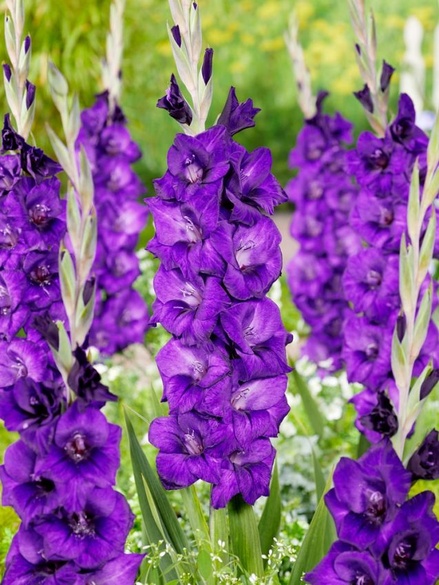 Gladiolen Purple flora