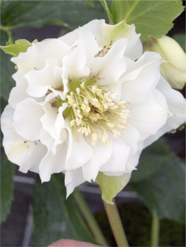 Nieswurz Helleborus white double ellen