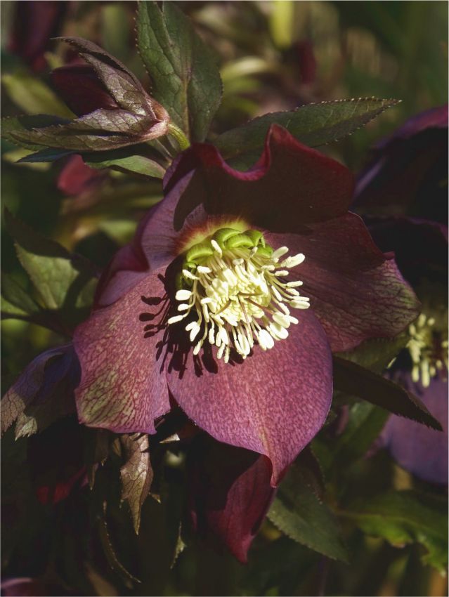 Nieswurz Helleborus red pretty ellen