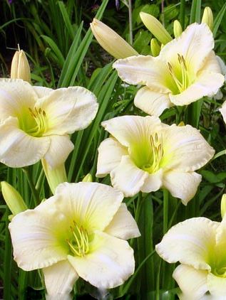 Taglilien Hemerocallis astolat