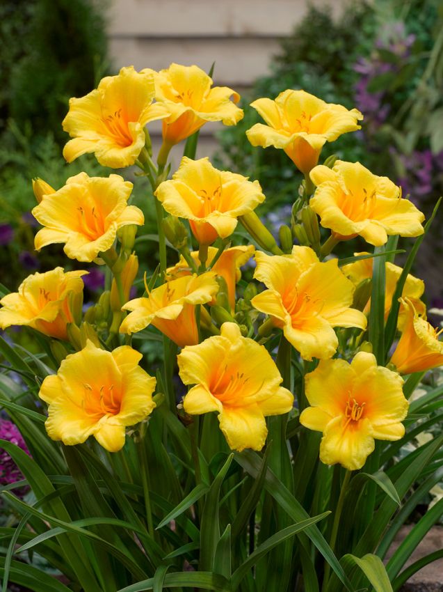 Taglilien Hemerocallis aten