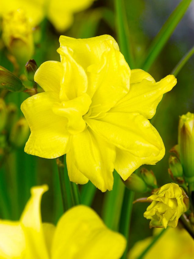 Taglilien Hemerocallis double river wye