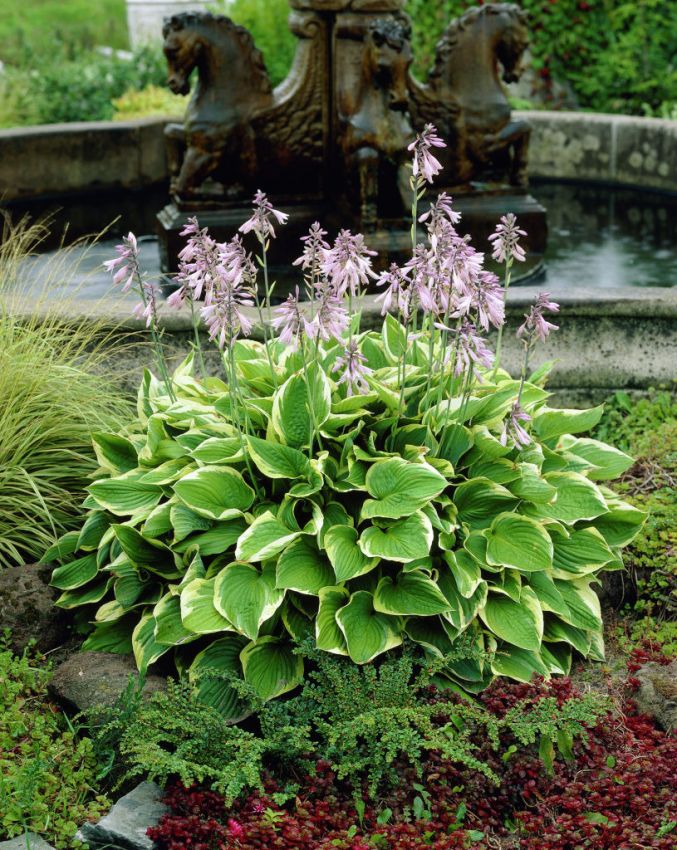 Funkien Hosta aureomarginata fortunei