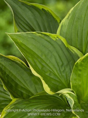 Hosta 'Aureomarginata Fortunei' - Funkie, Herzblattlilie