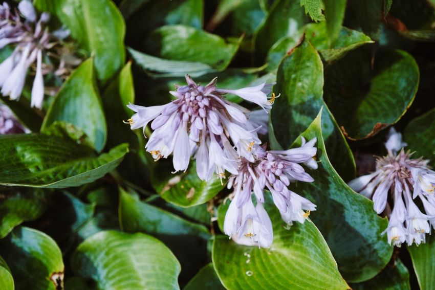 Hosta 'Mischung' - Funkie, Herzblattlilie