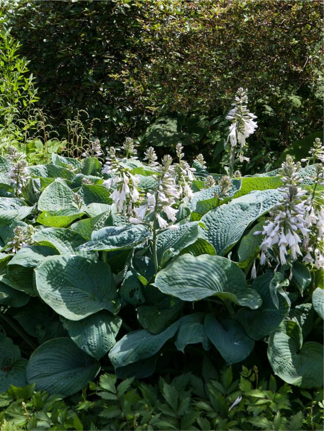 Hosta 'Sieboldiana Elegans' - Funkie, Herzblattlilie