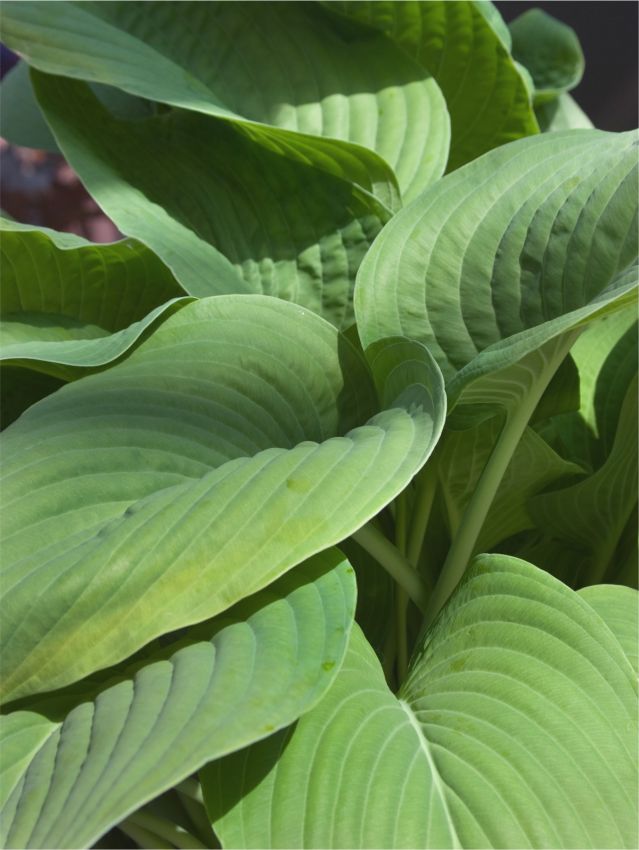 Hosta 'T-Rex' - Funkie, Herzblattlilie