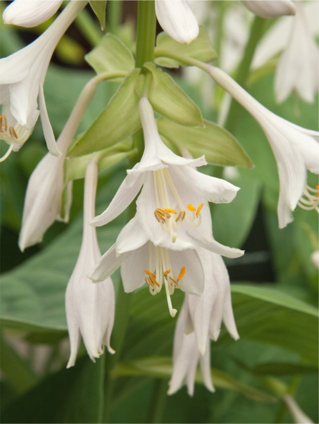 Hosta 'T-Rex' - Funkie, Herzblattlilie