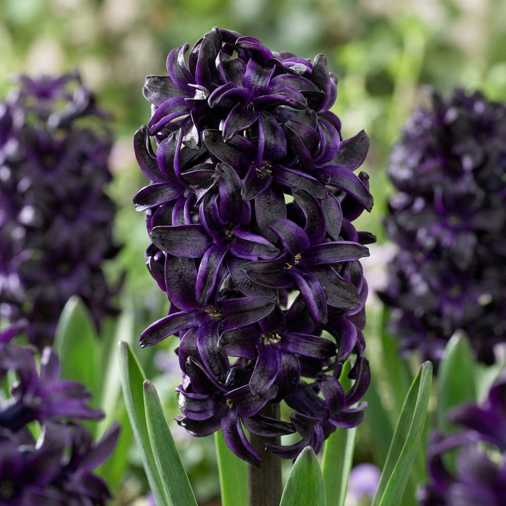 Hyazinthe 'Dark Dimension' - 3 Stück