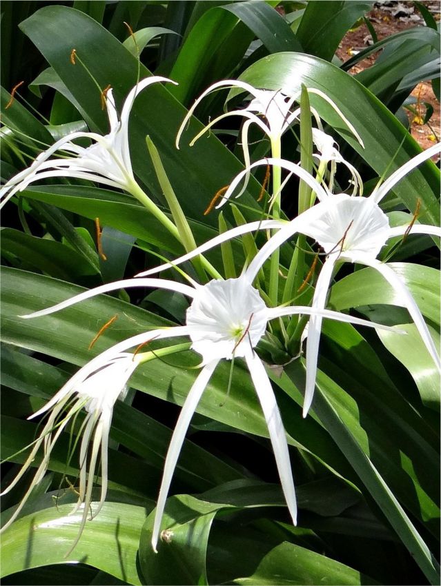 Spinnenlilie Hymenocallis longipetala