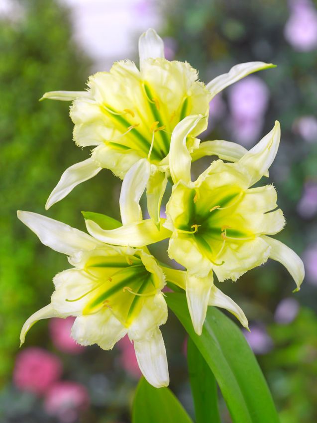 Spinnenlilie Hymenocallis sulphur queen