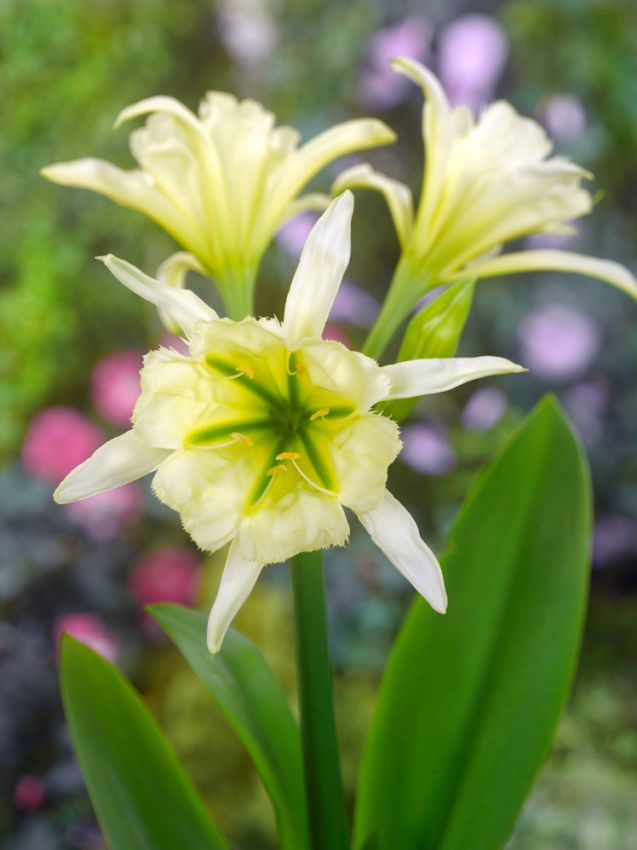Hymenocallis 'Sulphur Queen' - Spinnenlilie, Ismene
