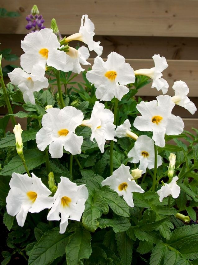 Stauden Incarvillea delavayi snowtop