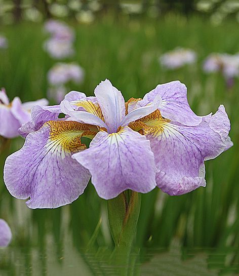 Iris Iris memphis memory sibirica