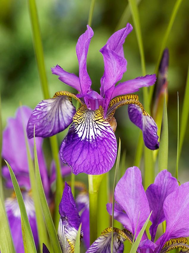 Iris Iris claret cup sibirica