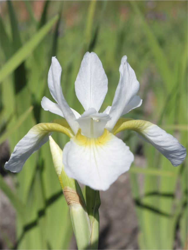 Iris Iris gelber mantel sibirica