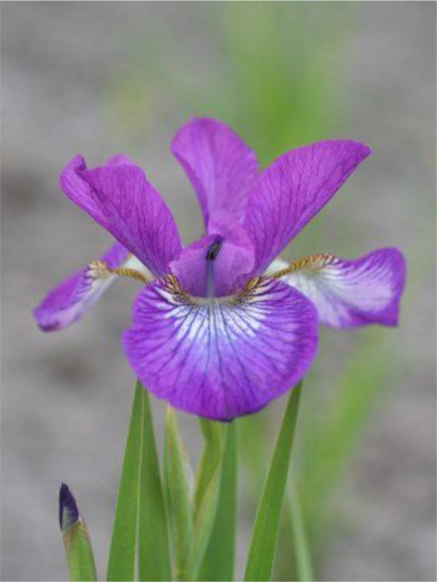 Iris 'Sparkling Rose Sibirica' - Schwertlilie
